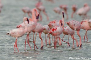 Lesser Flamingo