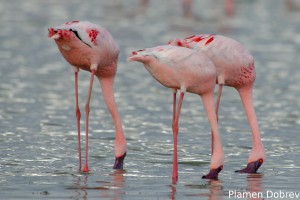 Lesser Flamingo