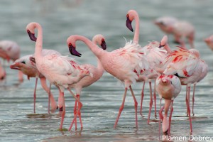 Lesser Flamingo