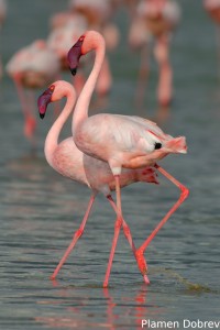 Lesser Flamingo