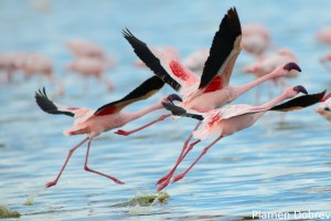 Lesser Flamingo