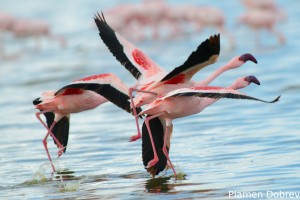 Lesser Flamingo