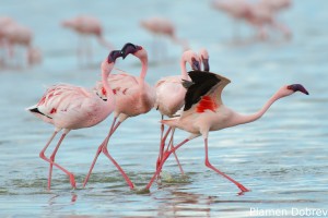 Lesser Flamingo