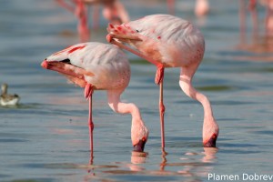 Lesser Flamingo
