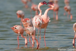 Lesser Flamingo