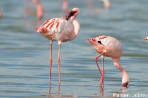 Lesser Flamingo
