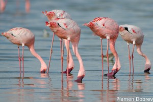 Lesser Flamingo