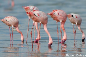 Lesser Flamingo