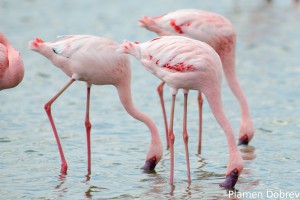 Lesser Flamingo