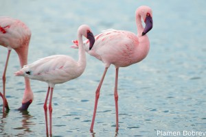 Lesser Flamingo