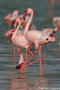 Lesser Flamingo