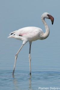 Lesser Flamingo