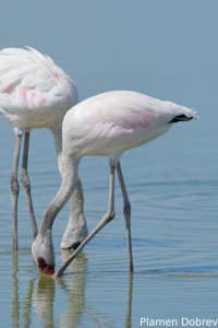 Lesser Flamingo