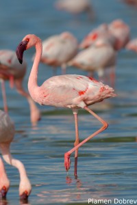 Lesser Flamingo