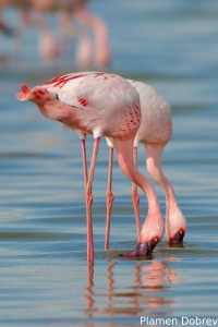 Lesser Flamingo