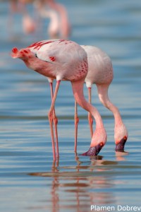Lesser Flamingo