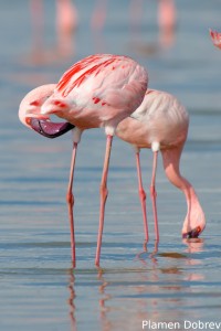 Lesser Flamingo