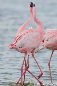 Lesser Flamingo