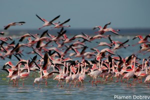 Lesser Flamingo