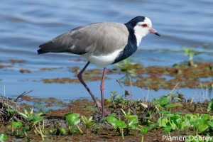 Long-toed Lapwing