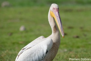 Pink-backed Pelican