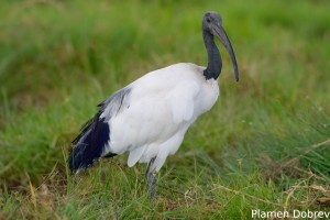Sacred Ibis