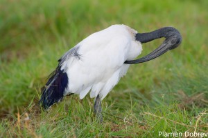 Sacred Ibis