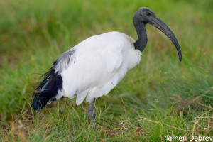 Sacred Ibis