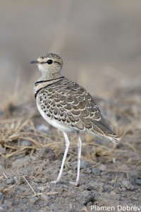 Two-banded Courser