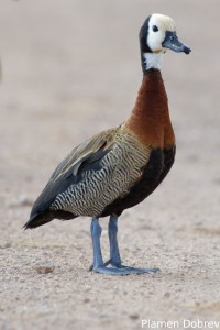 White-faced Whistling Duck