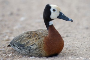 White-faced Whistling Duck