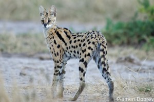 Serval Cat