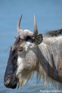 Wildebeest