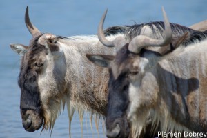 Wildebeest