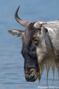 Wildebeest