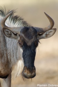 Wildebeest