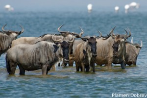 Wildebeest