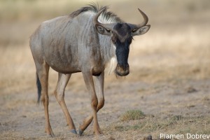 Wildebeest