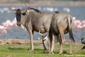 Wildebeest