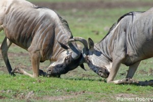 Wildebeest