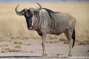 Wildebeest
