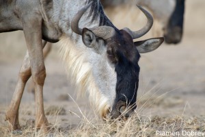 Wildebeest