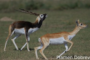Blackbuck