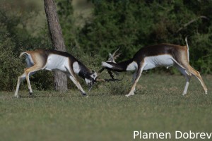 Blackbuck