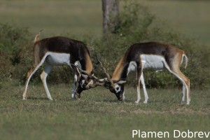 Blackbuck