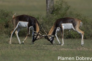 Blackbuck