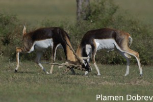Blackbuck