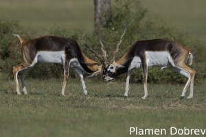 Blackbuck