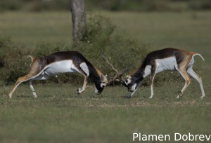 Blackbuck