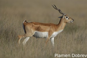 Blackbuck